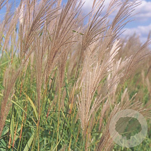 Miscanthus sacchariflorus GM P9
