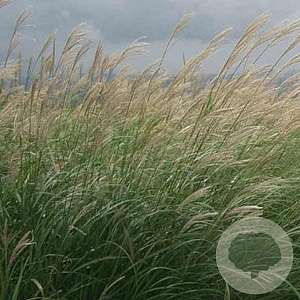 Miscanthus sinensis GM P9