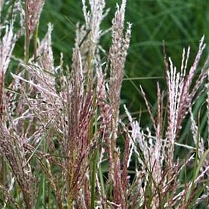 Miscanthus sinensis 'Aperitif' GM P9