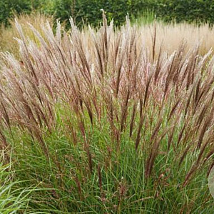 Miscanthus sinensis 'Yakushima Dwarf' GM P9