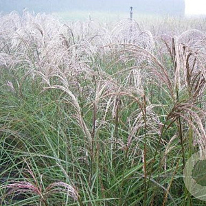 Miscanthus sin. 'Augustfeder' GM P9