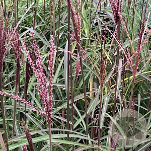Miscanthus sin. 'Dronning Ingrid' GM P9
