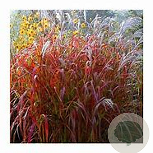 Miscanthus sin. 'Dronning Ingrid' GM P9