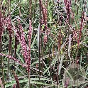 Miscanthus sin. 'Dronning Ingrid' GM P9