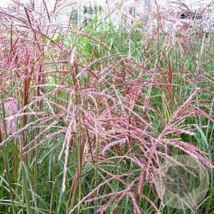Miscanthus sin. 'Ferner Osten' GM P9