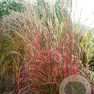 Miscanthus sin. 'Flammenmeer' GM P9