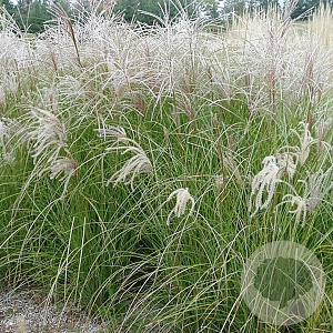 Miscanthus sin. 'Gracillimus' GM P9