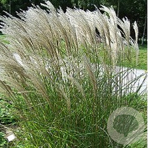 Miscanthus sin. 'Kleine Fontäne' GM P9