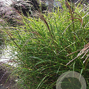Miscanthus sin. 'Little Zebra' GM P9