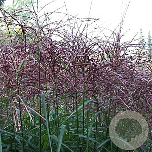 Miscanthus sin. 'Malepartus' GM P9