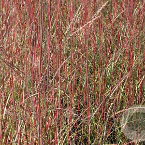 Miscanthus sin. 'Purple Fall' GM P9