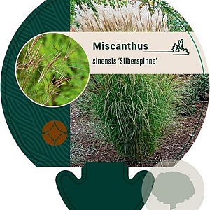 Miscanthus sin. 'Silberspinne' GM P9