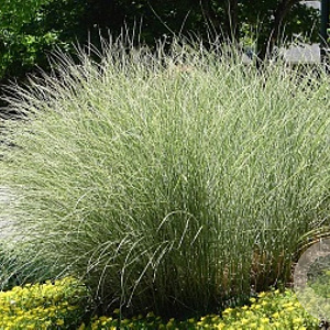 Miscanthus sin. 'Silberwolke' GM P9
