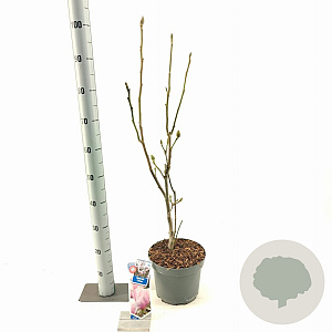 Magnolia soul. 'Cameo' 60-80 cm 5,0L