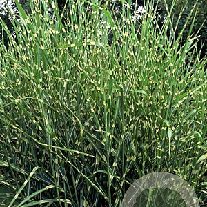 Miscanthus sin. 'Strictus' GM P9