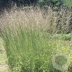 Molinia arund. 'Windspiel' GM P9