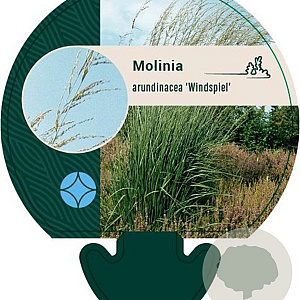 Molinia arund. 'Windspiel' GM P9