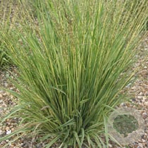 Molinia caerulea GM P9