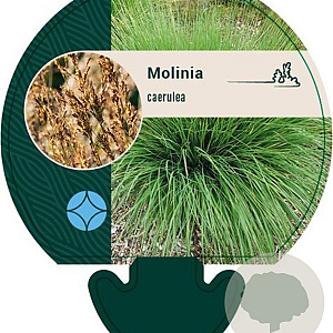 Molinia caerulea GM P9