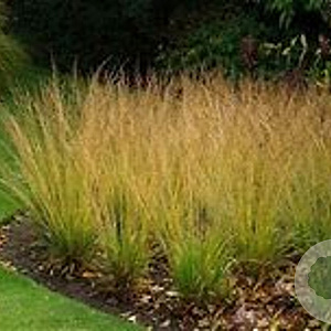 Molinia caerulea 'Cordoba' GM P9