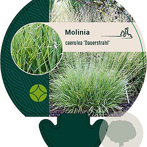 Molinia caerulea 'Dauerstrahl' GM P9