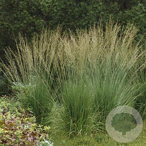 Molinia caerulea 'Dauerstrahl' GM P9