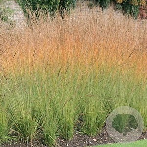 Molinia caerulea 'Heidebraut' GM P9