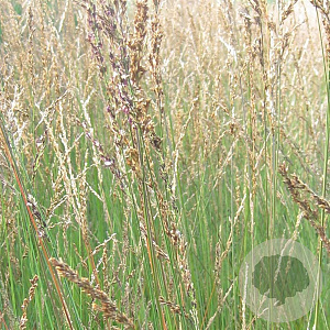 Molinia caerulea 'Heidezwerg' GM P9