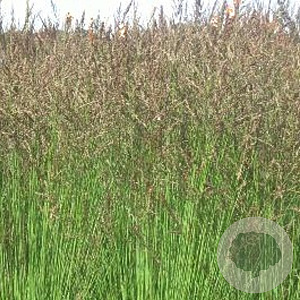 Molinia caerulea 'Heidezwerg' GM P9