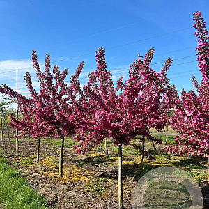 Malus 'Indian Magic' 20-25 HA draadkluit 120 cm stam