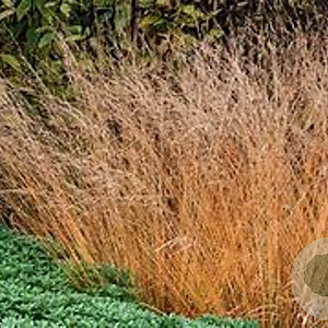 Molinia caerulea 'Poul Petersen' GM P9