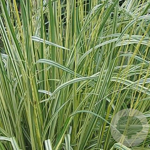 Molinia caerulea 'Variegata' GM P9