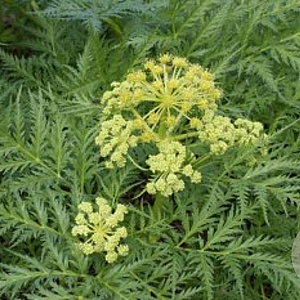 Molopospermum peloponnesiacum GM P9