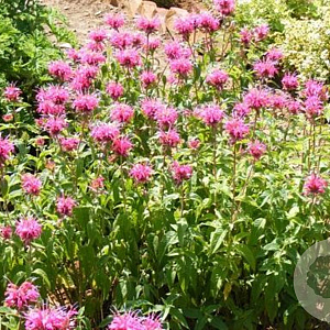 Monarda 'Bergamot' GM P9
