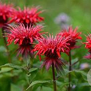 Monarda 'Adam' GM P9