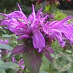 Monarda 'Aquarius' GM P9
