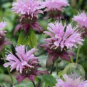 Monarda 'Beauty of Cobham' GM P9