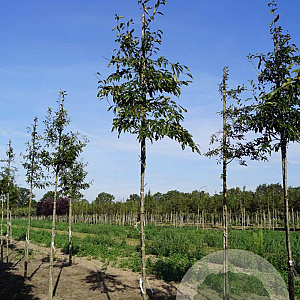 Malus 'Van Eseltine' 10-12 HO draadkluit