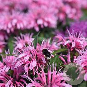 Monarda 'Comanche' GM P9