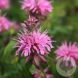 Monarda 'Croftway Pink' GM P9