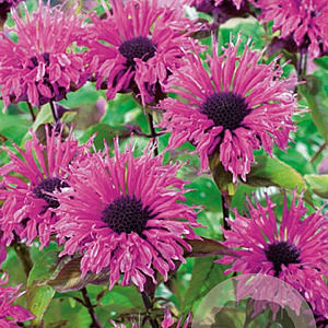 Monarda didyma 'Cranberry Lace' GM P9