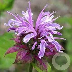 Monarda 'Elsie's Lavender' GM P9