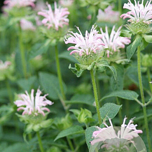 Monarda 'Fishes' GM P9
