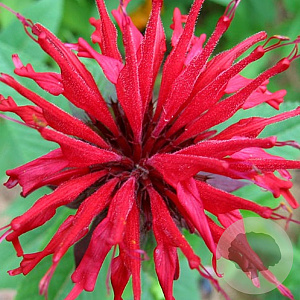 Monarda 'Jacob Cline' GM P9