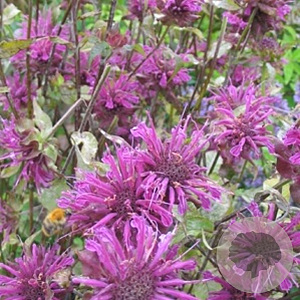 Monarda 'Kardinal' GM P9