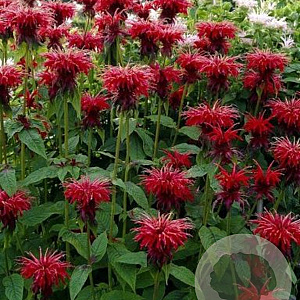 Monarda 'Mahogany' GM P9