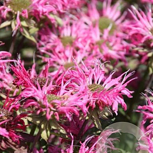 Monarda 'Melissa' GM P9