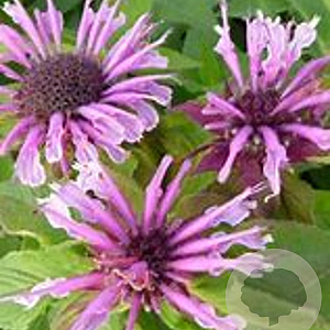 Monarda 'Mohawk' GM P9