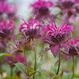 Monarda 'On Parade' GM P9