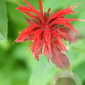 Monarda 'Squaw' GM P9